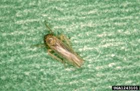 Attēlu rezultāti vaicājumam “Macrosteles nymph”