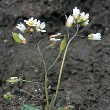 Attēlu rezultāti vaicājumam “Erophila verna”