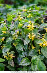 Attēlu rezultāti vaicājumam “Lamiastrum galeobdolon bud”