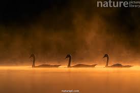 Attēlu rezultāti vaicājumam “Cygnus olor juvenile”