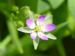 Attēlu rezultāti vaicājumam “Spergularia marina flower”