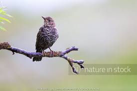 Image result for Turdus torquatus