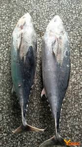 Image result for Euthynnus affinis