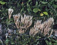 Attēlu rezultāti vaicājumam “Lentaria”