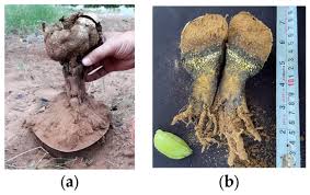 Attēlu rezultāti vaicājumam “Enteridium corticatum”