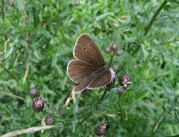 Attēlu rezultāti vaicājumam “Aphantopus hyperantus”