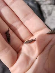 Attēlu rezultāti vaicājumam “Clausiliidae”