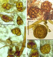Attēlu rezultāti vaicājumam “Dicranella staphylina”