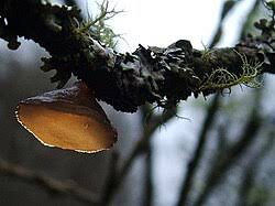 Attēlu rezultāti vaicājumam “Exidia repanda”