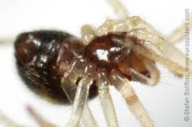 Attēlu rezultāti vaicājumam “Neottiura bimaculata female”