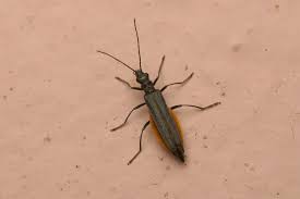 Attēlu rezultāti vaicājumam “Oedemera sp.”