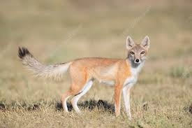 Attēlu rezultāti vaicājumam “Vulpes vulpes  adult”