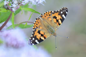 Attēlu rezultāti vaicājumam “Vanessa cardui”