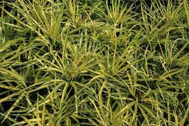 Attēlu rezultāti vaicājumam “Carex paniculata”