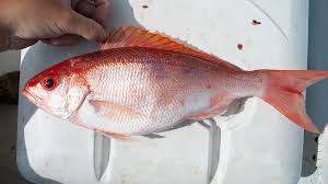 Image result for Rhomboplites aurorubens