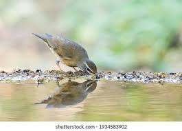 Image result for Turdus obscurus