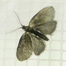 Attēlu rezultāti vaicājumam “Psyche casta”