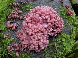 Attēlu rezultāti vaicājumam “Ascocoryne cylichnium”