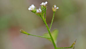 Attēlu rezultāti vaicājumam “Capsella bursa-pastoris flower”
