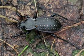 Attēlu rezultāti vaicājumam “Carabus hortensis”