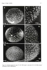 Attēlu rezultāti vaicājumam “Diderma chondrioderma sessile”