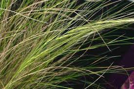 Attēlu rezultāti vaicājumam “Najas tenuissima leaf”