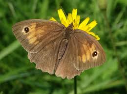 Attēlu rezultāti vaicājumam “Maniola jurtina male”