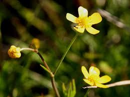 Attēlu rezultāti vaicājumam “Ranunculus flammula bud”