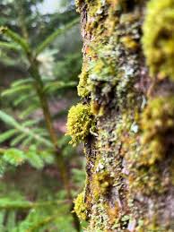 Attēlu rezultāti vaicājumam “Orthotrichum speciosum sporophyte”