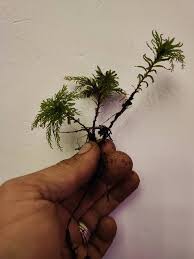 Attēlu rezultāti vaicājumam “Plagiomnium undulatum sporophyte”