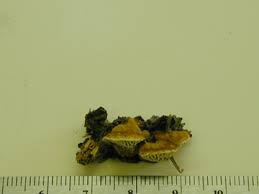 Attēlu rezultāti vaicājumam “Tyromyces chioneus”