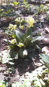 Attēlu rezultāti vaicājumam “Primula veris fruit”