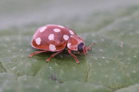 Attēlu rezultāti vaicājumam “Calvia quatuordecimguttata”