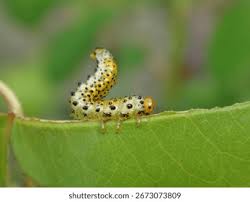 Attēlu rezultāti vaicājumam “Argidae larva”