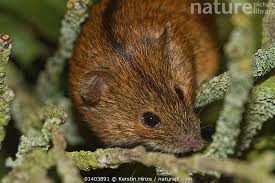 Attēlu rezultāti vaicājumam “Apodemus agrarius”