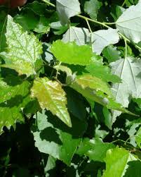 Attēlu rezultāti vaicājumam “Populus x canescens”