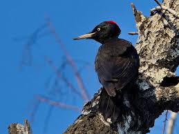 Attēlu rezultāti vaicājumam “Dryocopus martius”