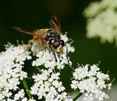 Attēlu rezultāti vaicājumam “Temnostoma vespiforme”