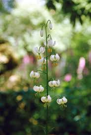 Image result for Lilium martagon Alba
