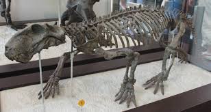 Attēlu rezultāti vaicājumam “Lycaeniinae”