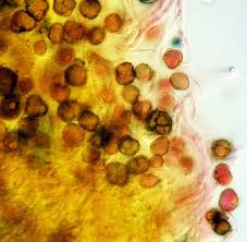 Attēlu rezultāti vaicājumam “Ochropsora ariae spores”