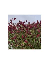 Attēlu rezultāti vaicājumam “Sanguisorba officinalis”