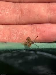 Attēlu rezultāti vaicājumam “Lamproderma debile”