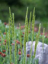 Attēlu rezultāti vaicājumam “Koeleria glauca leaf”