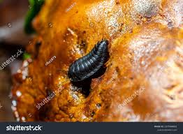 Attēlu rezultāti vaicājumam “Silpha obscura larva”