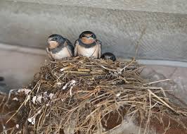 Attēlu rezultāti vaicājumam “Hirundo rustica nest”