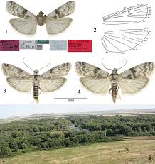 Attēlu rezultāti vaicājumam “Apomyelois bistriatella”