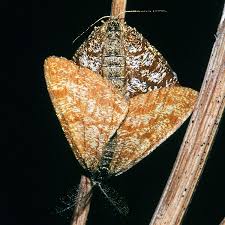 Attēlu rezultāti vaicājumam “Ematurga atomaria”