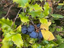 Image result for Ashton Scrabble Club