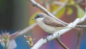 Attēlu rezultāti vaicājumam “Sylvia curruca adult”